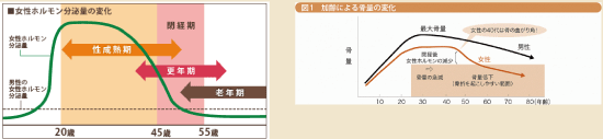 女性ホルモン分泌量の変化と加齢化による骨量の変化